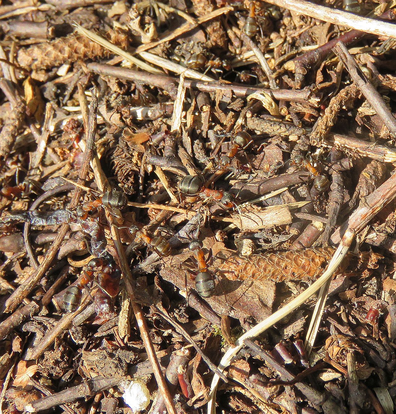  Southern Wood Ant 